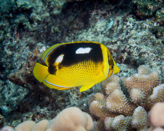 Chaetodon quadrimaculatus