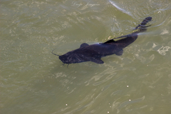 Steindachneridion melanodermatum