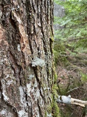 Sphaerophorus globosus