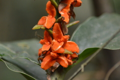 Hedychium coccineum