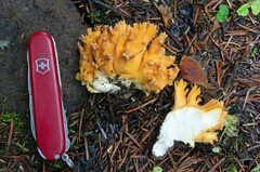 Ramaria sandaracina