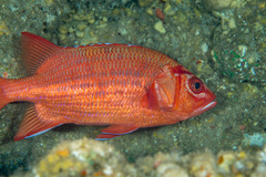 Sargocentron tiere