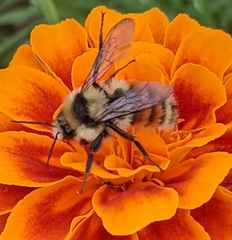 Bombus huntii