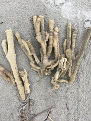 Callyspongia annulata
