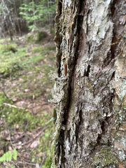 Sphaerophorus globosus