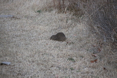 Galea leucoblephara
