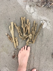 Callyspongia annulata