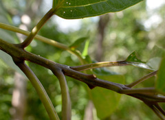 Clerodendrum longiflorum glabrum
