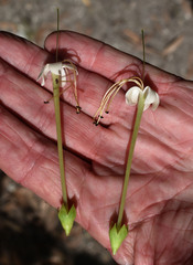 Clerodendrum longiflorum glabrum