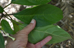 Clerodendrum longiflorum glabrum