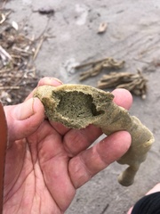 Callyspongia annulata