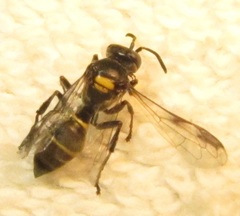 Hoplisoides semipunctatus