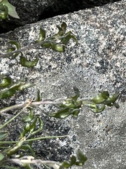 Draba crassa