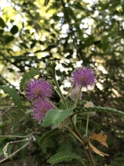 Mimosa tricephala