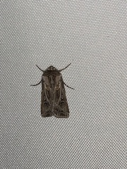Agrotis vestigialis