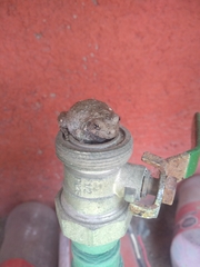 Hyla arenicolor