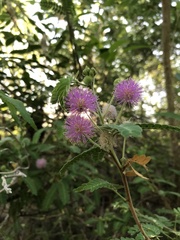 Mimosa tricephala