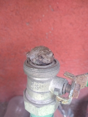 Hyla arenicolor