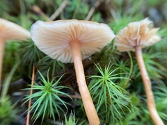 Laccaria longipes
