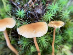 Laccaria longipes