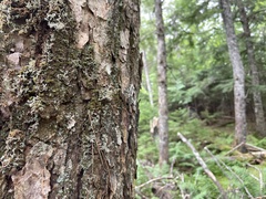 Sphaerophorus globosus