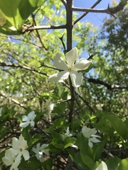 Randia capitata