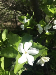 Randia capitata