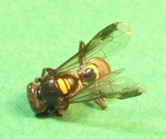 Hoplisoides semipunctatus