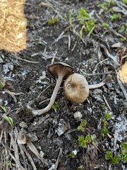 Pseudoomphalina angelesiana