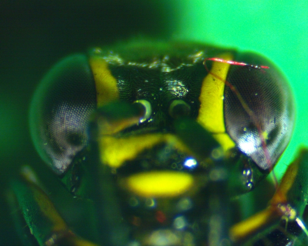 Sphecid wasp