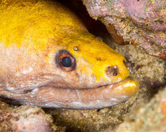 Gymnothorax rueppelliae