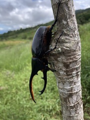 Dynastes septentrionalis