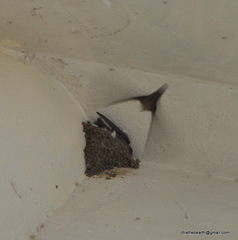 Ptyonoprogne concolor