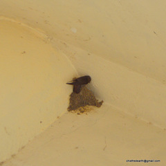 Ptyonoprogne concolor