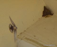 Ptyonoprogne concolor