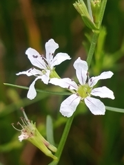 Lythrum lineare