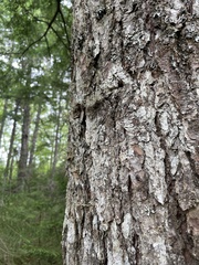 Sphaerophorus globosus