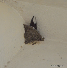 Ptyonoprogne concolor