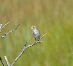 Ammospiza