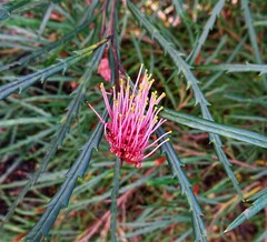 Grevillea longifolia