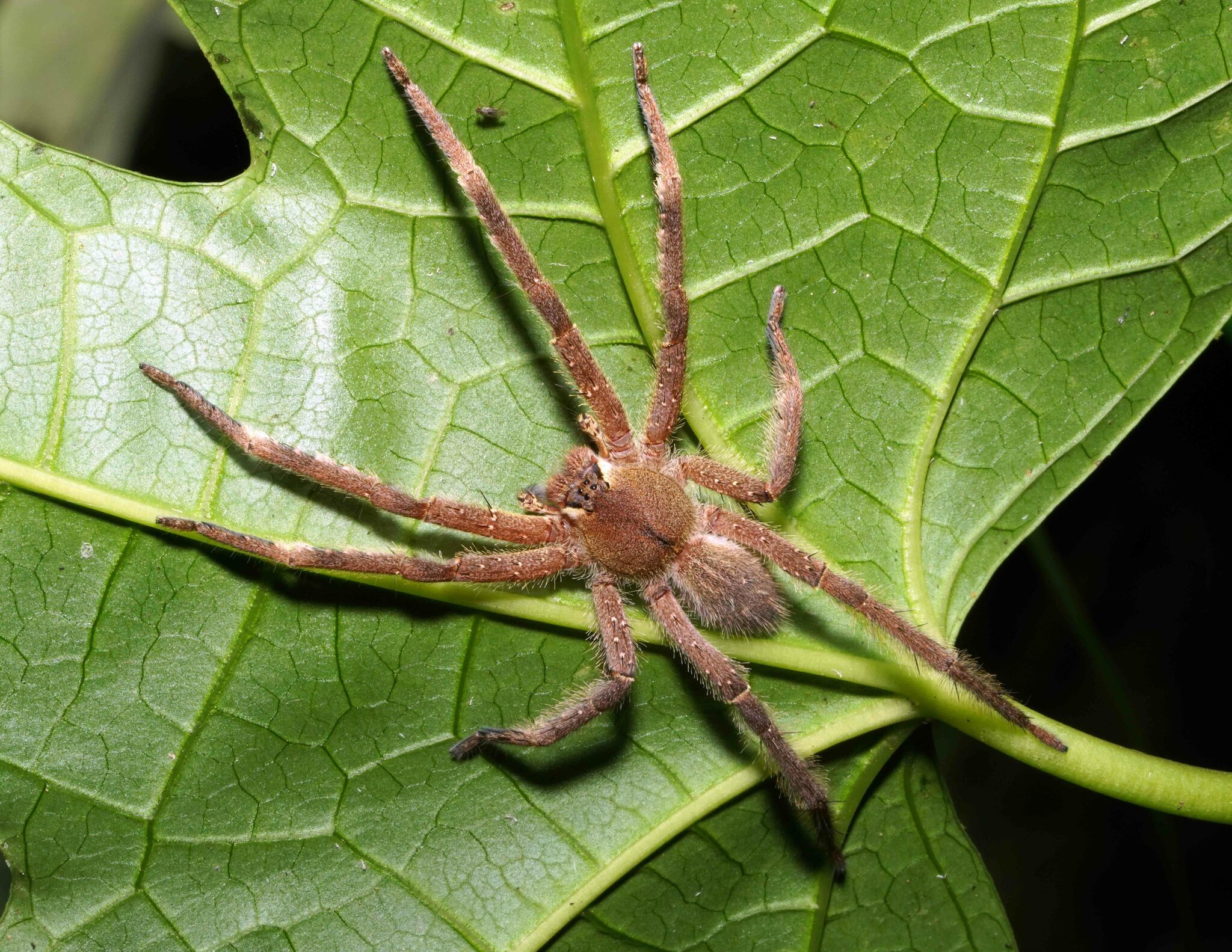 Phoneutria boliviensis (F.O.Pickard-Cambridge, 1897)