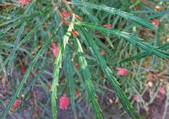 Grevillea longifolia