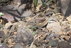 Aspidoscelis costatus