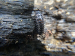 Cypherotylus californicus