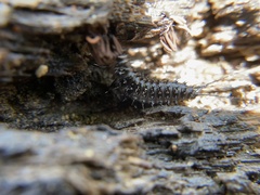 Cypherotylus californicus