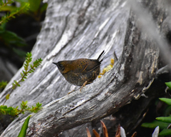 Scytalopus magellanicus