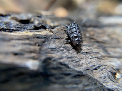 Cypherotylus californicus