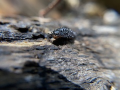 Cypherotylus californicus