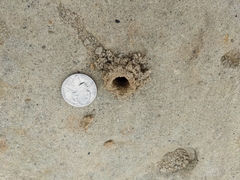 Anthophora bomboides