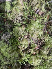 Hylocomium splendens image